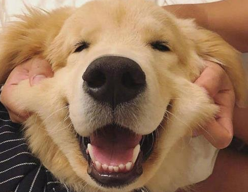 狗狗牙齿松动了怎么办？