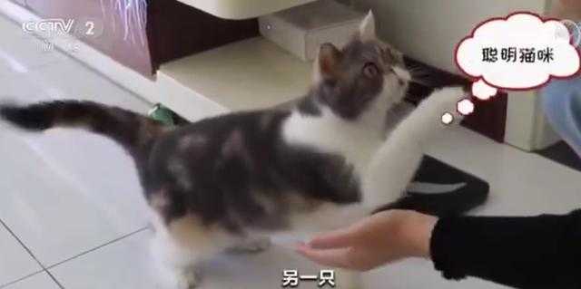 我国一人户家庭超1.25亿户养猫人群超过养狗人群