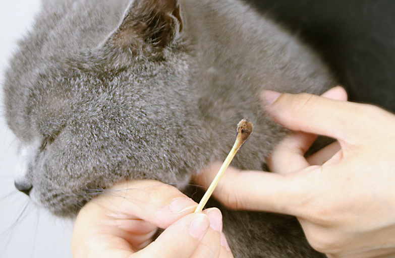你的猫咪是否得了耳螨？